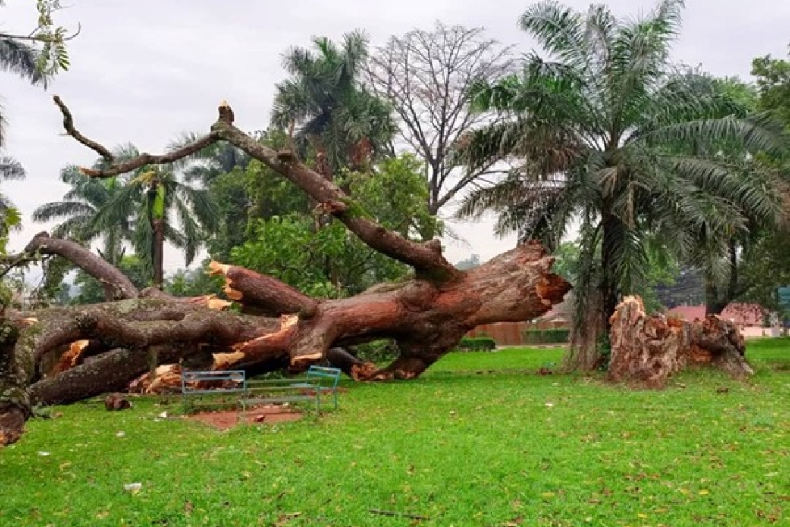 Katikkiro advocates for the planting of a symbolic tree to replace the fallen historic tree